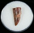 Raptor Tooth From Morocco - #6902-1